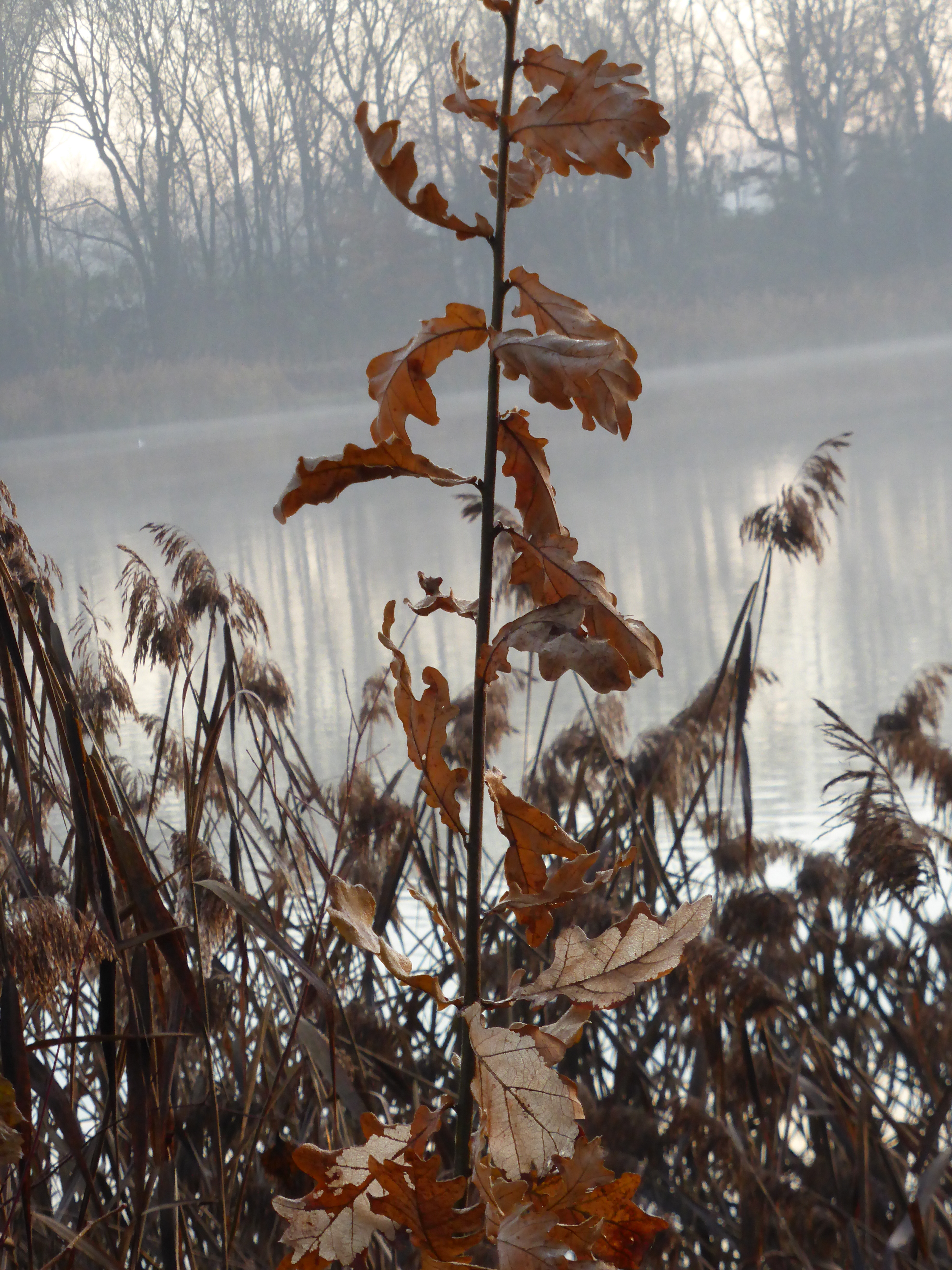 Bildtitel: Bauernrosen (c) Copyright Beate Hefler. Alle Rechte vorbehalten
