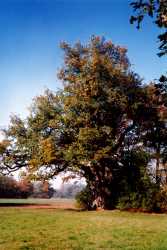 Copyright © 2005 Beate Hefler. Alle Rechte vorbehalten. Bild Nr. 060