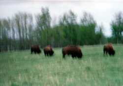 Copyright © 2005 Beate Hefler. Alle Rechte vorbehalten. Bild Nr. 226 Bisonherde Canada