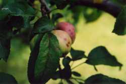 Copyright &copy; 2005 Beate Hefler. Alle Rechte vorbehalten. Bild Nr. 110