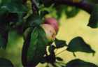 Copyright &copy; 2005 Beate Hefler. Alle Rechte vorbehalten. Bild Nr. 110