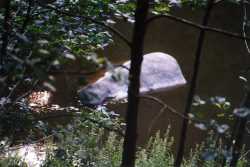 Copyright © 2005 Beate Hefler. Alle Rechte vorbehalten. Bild Nr. 153 Steinnilpferd