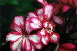 Copyright © 2005 Beate Hefler. Alle Rechte vorbehalten. Bild Nr. 154b