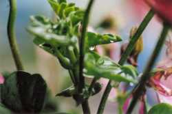 Copyright © 2005 Beate Hefler. Alle Rechte vorbehalten. Bild Nr. 154c