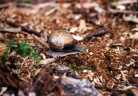 Copyright © 2005 Beate Hefler. Alle Rechte vorbehalten.Nr.158a Schnecke