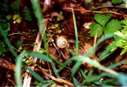 Copyright © 2005 Beate Hefler. Alle Rechte vorbehalten. Bild Nr. 158b