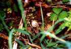 Copyright © 2005 Beate Hefler. Alle Rechte vorbehalten.Nr.158b Schnecke