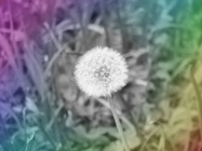 zauberhafte Pusteblume © 2015 Beate Hefler. Alle Rechte vorbehalten.