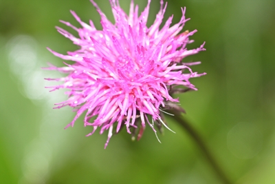 Bildtitel: Saftig (c) Copyright Beate Hefler. Alle Rechte vorbehalten