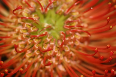 Bildtitel: Bluetenpraechtigt (c) Copyright Beate Hefler. Alle Rechte vorbehalten