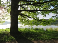 Baumkraft Copyright © 2015 Beate Hefler. Alle Rechte vorbehalten.