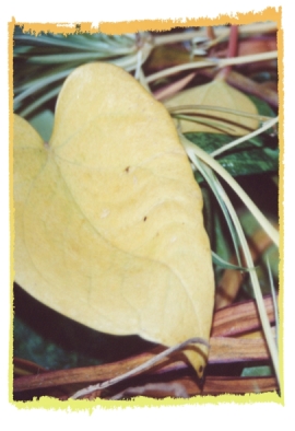 Bildtitel: Herzblatt (c) Copyright Beate Hefler. Alle Rechte vorbehalten