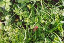 Copyright © 2005 Beate Hefler. Alle Rechte vorbehalten. Nr.15 Gras