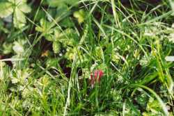 Copyright © 2005 Beate Hefler. Alle Rechte vorbehalten. Bild Nr. 154d Wiese