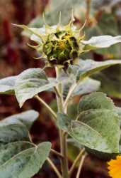 Copyright © 2005 Beate Hefler. Alle Rechte vorbehalten. Bild Nr. 163