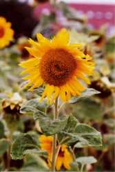 Copyright © 2005 Beate Hefler. Alle Rechte vorbehalten. Bild Nr. 165