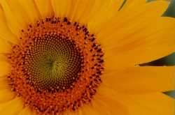 Copyright © 2005 Beate Hefler. Alle Rechte vorbehalten. Bild Nr. 172