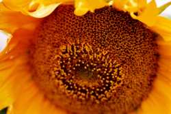 Copyright © 2005 Beate Hefler. Alle Rechte vorbehalten. Bild Nr. 173