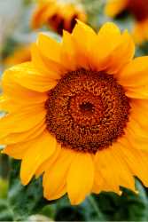 Copyright © 2005 Beate Hefler. Alle Rechte vorbehalten. Bild Nr. 174