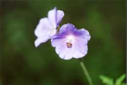 Copyright © 2005 Beate Hefler. Alle Rechte vorbehalten. Bild Nr. 543