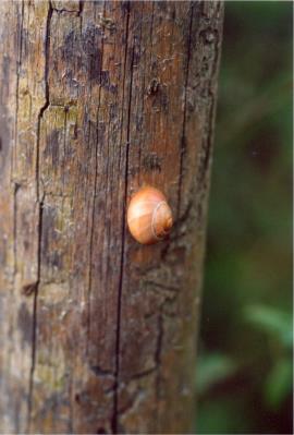 Bildtitel: Schneckenwegt (c) Copyright Beate Hefler. Alle Rechte vorbehalten