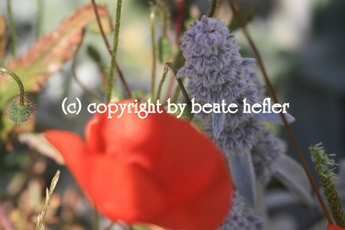 Copyright © 2012 Beate Hefler. Alle Rechte vorbehalten. Bild Blütenpracht