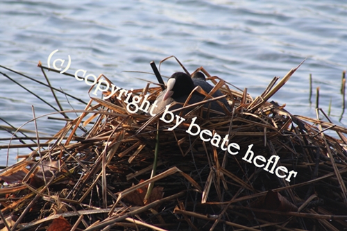 Copyright © 2012 Beate Hefler. Alle Rechte vorbehalten. Bildtitel: Morgenbad im See