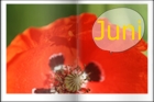 juni mohnblume (c) copyright by beate hefler